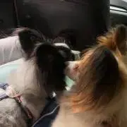 ひろぴー