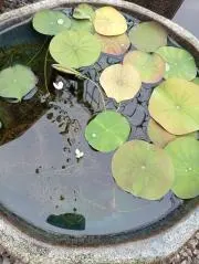 たま☆プロフ必読の画像
