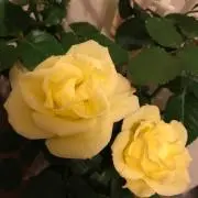 エンジェルスター