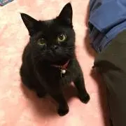 ねこざかな