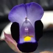 tani
