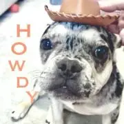 ピクサー トイストーリー4 ボニー バックパック カバン限定品 フォー