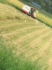 柚希の画像