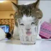 ちびすけ