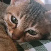 ぼたん