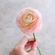 ゆき