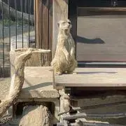 ミーヤキャットの画像