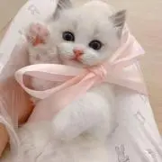 イチゴチャン【大幅お値下げ中】の画像