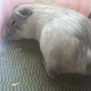 武士の画像