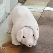 山のしょーの画像