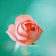 まーちんの画像