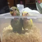 き