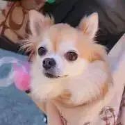 メロメロ プロフ必読の画像