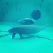 ヘラサンゴの画像