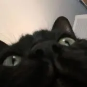 고양이※プロフ必読の画像