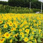 sakiの画像
