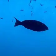 さかな