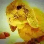 音の画像
