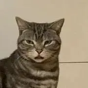 ふふふの画像