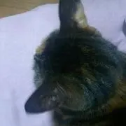 あいの画像