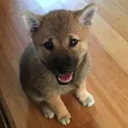 ゆうすけの画像