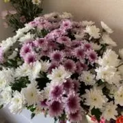 サチニの画像