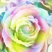 シルクの画像