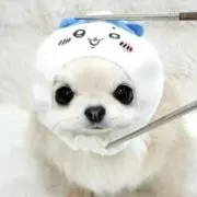^•ω•^**プロフ必読**の画像