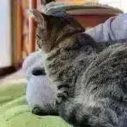 ナスの画像