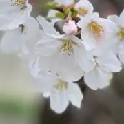 守矢✩プロフ一読お願いします！の画像