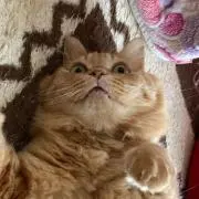 こげちゃんの画像