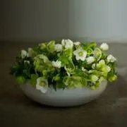 peonyの画像