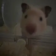 咲來