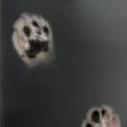 黒の画像