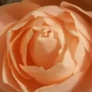 ゆママ