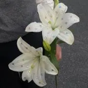 __riの画像