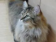 dokin69の画像