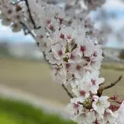 はる