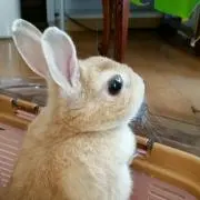 ぴーちゃん