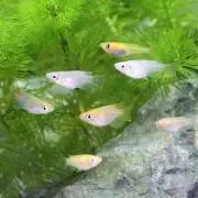 メダカの画像