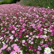 たぬ☆おまとめ購入お値引き
