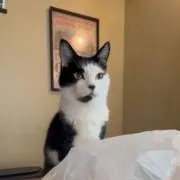 しなしなのエリンギ