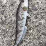 さーもんの画像