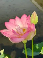 レンゲの画像