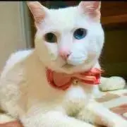 ちろろ