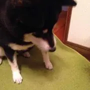ゆか