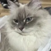 にゃっきの画像