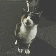 ごんた