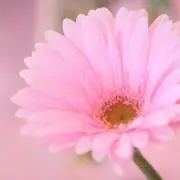 ラテ❀の画像