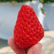 SZK